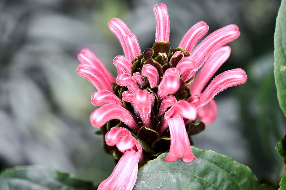 botany, flower, tropical, bloom, hothouse, flowering plant HD wallpaper