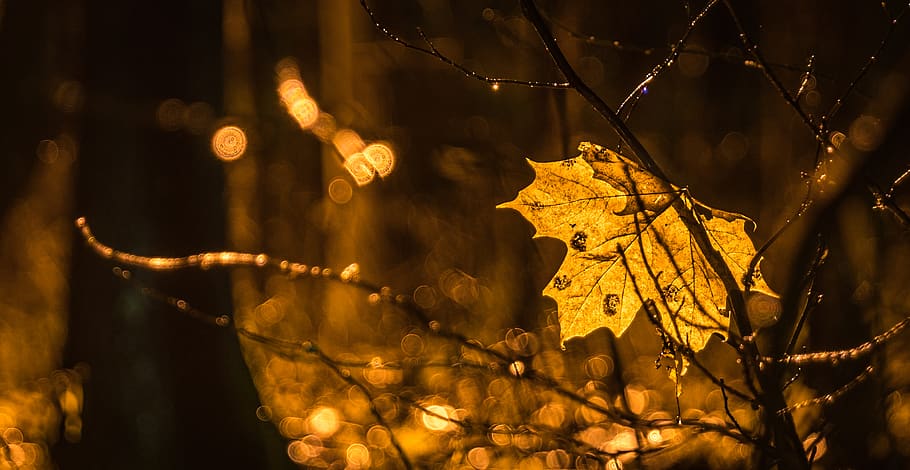 Photography of Brown Leaf, blurred background, lights, maple leaf HD wallpaper