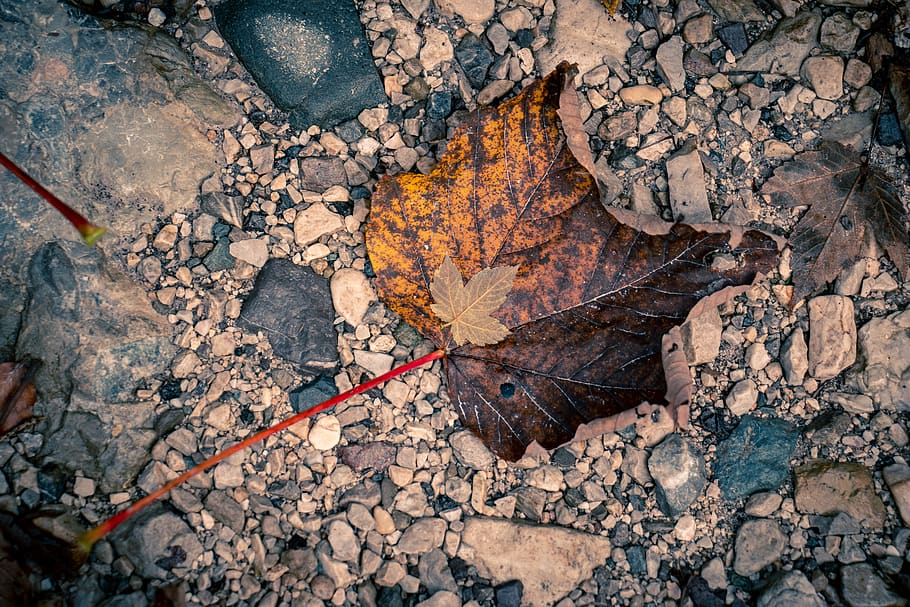 italy, tarvisio, leaf, plant part, nature, solid, rock, autumn HD wallpaper