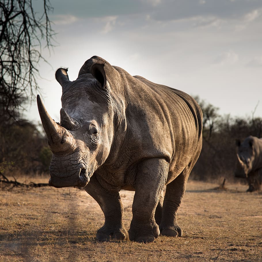 mammal, animal, elephant, rhinocerous, africa, white rhino, HD wallpaper