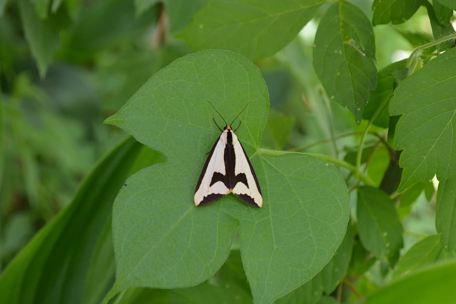 nature, insect, moth, plant part, leaf, green color, growth HD wallpaper