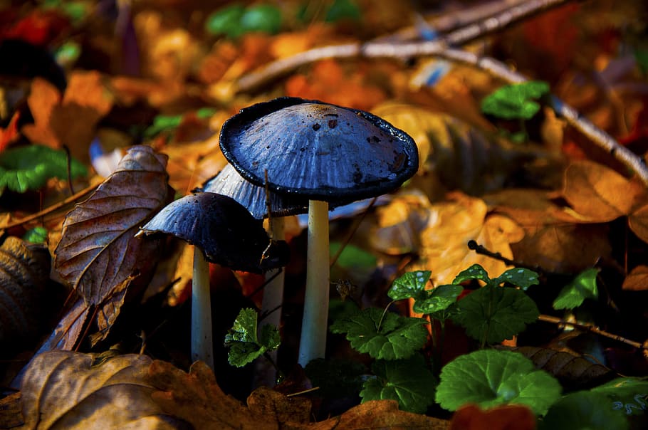 autumn, mushroom, forest, fungus, vegetable, growth, plant HD wallpaper
