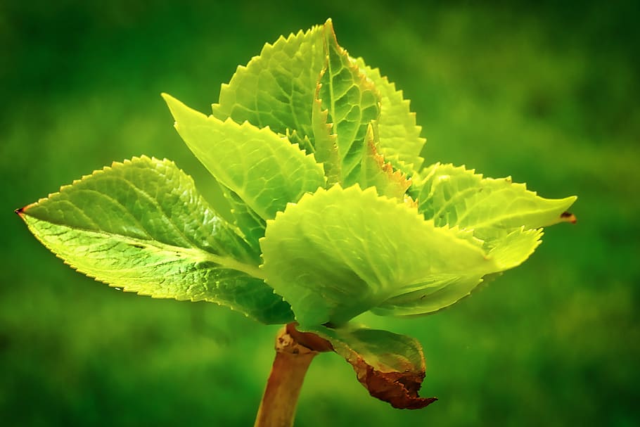 leaf, nature, plant, growth, summer, hotensia, plant part, green color HD wallpaper
