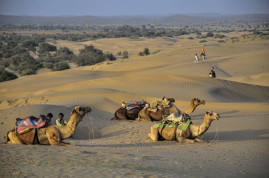 camel, desert, india, sand, camels, animals, landscape, dune HD wallpaper