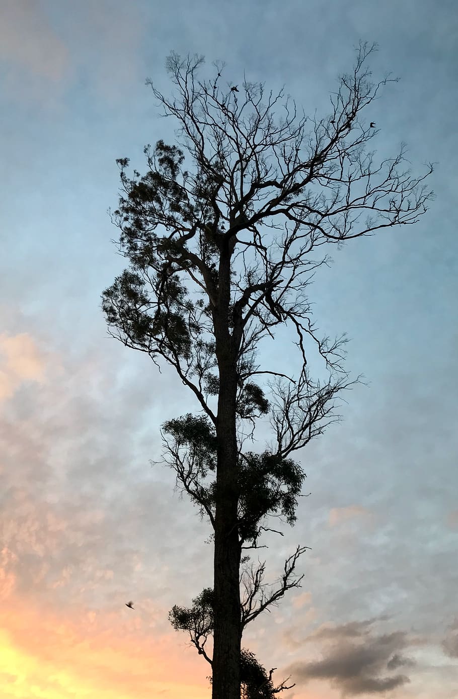 australia, bella vista, 14 pipersbrook cres, tree, sunset, sky, HD wallpaper