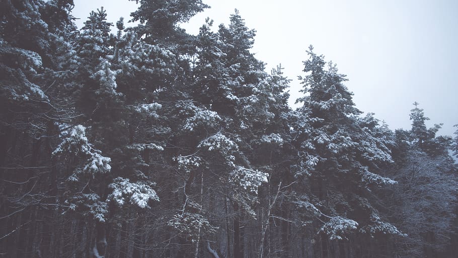 forest, trees, winter, snow, plant, growth, tranquility, cold temperature HD wallpaper