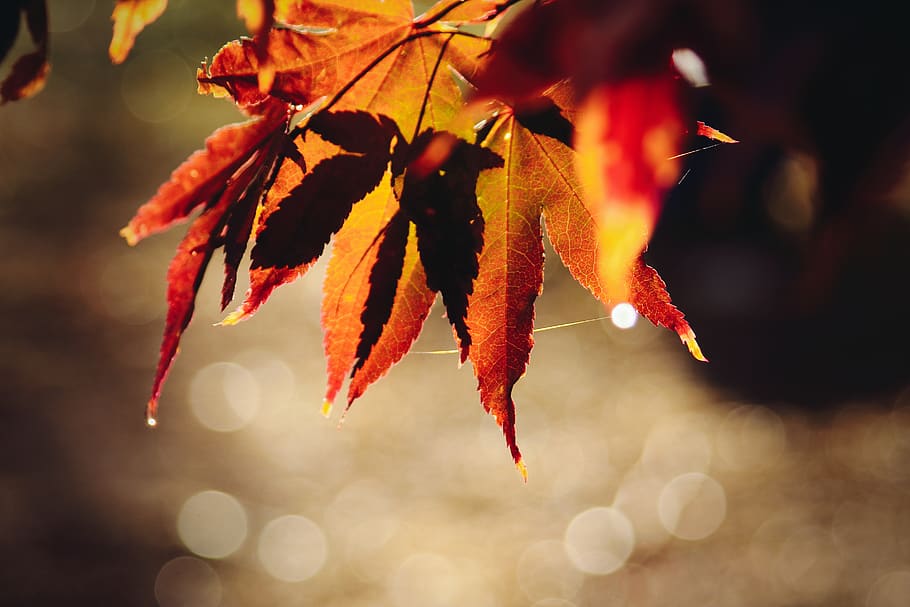 autumn leaf, close-up, plant part, nature, focus on foreground HD wallpaper