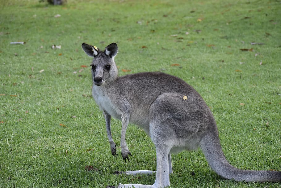 australia, nature, kangaroo, animal themes, grass, animal wildlife HD wallpaper