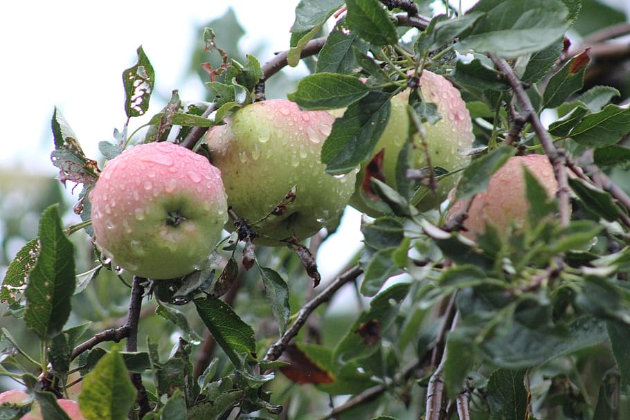 apples, rain, foliage, green, nature, drops, plants, leaves, HD wallpaper