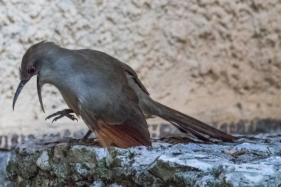 cuba, artemisa, arriero, bird, birding, nature, 12-12-18, animal themes, HD wallpaper