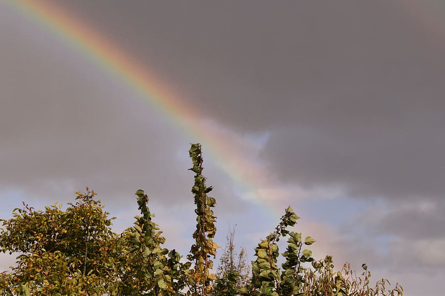 rainbow, colours, autumn, light, tree, beauty in nature, sky HD wallpaper