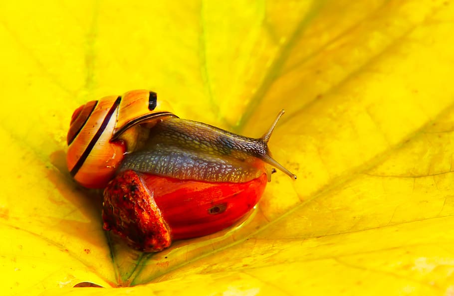 close-up, animal, animal wildlife, invertebrate, one animal HD wallpaper