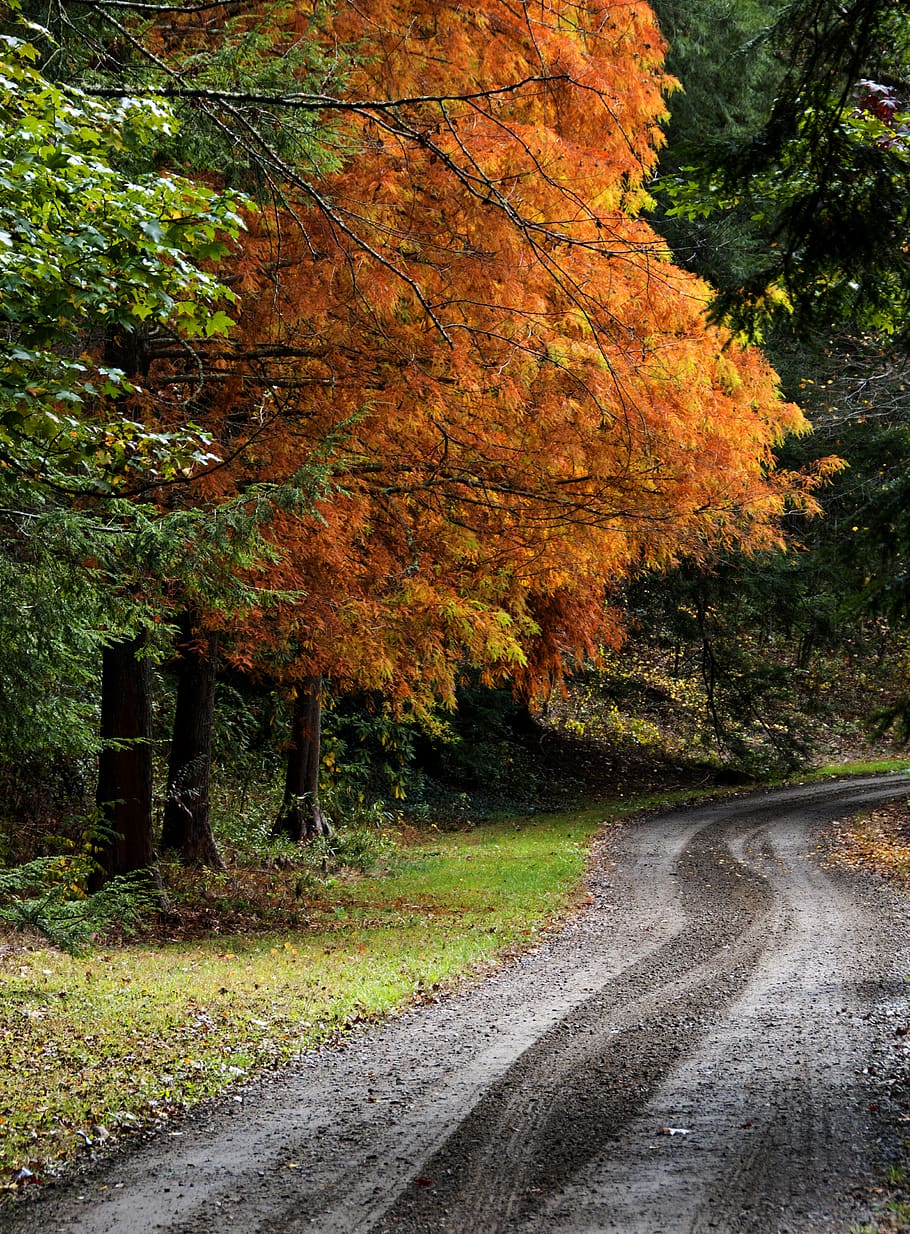 Orange road. Оранжевая дорога.