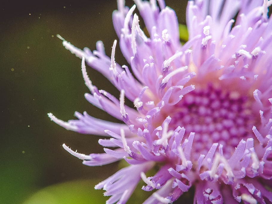 thistle, plant, flower, flowering plant, beauty in nature, freshness HD wallpaper