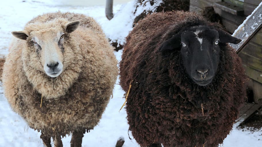 wild, sheep, herd, lamb, animal, nature, farm, macro, animal themes HD wallpaper