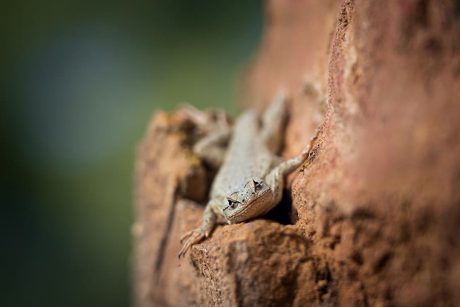 lizard, reptile, nature, rock, animal themes, one animal, animal wildlife HD wallpaper