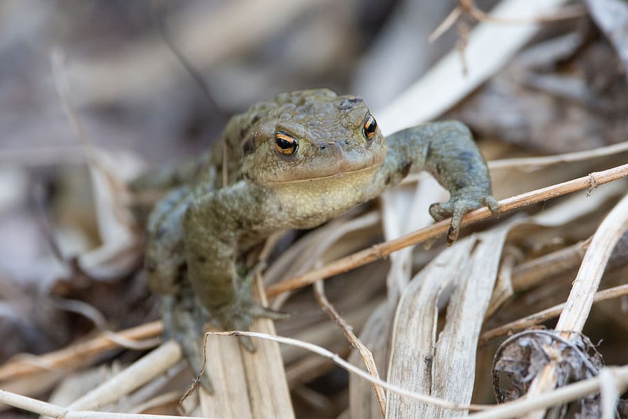 toad, frog, pond, amphibian, animals, animal themes, animal wildlife HD wallpaper