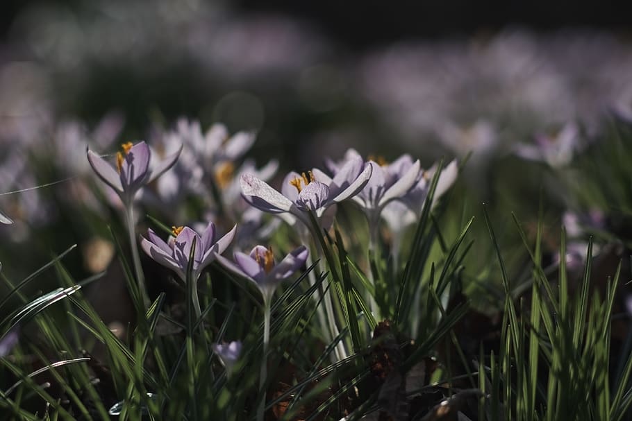 flowering plant, fragility, vulnerability, growth, freshness HD wallpaper