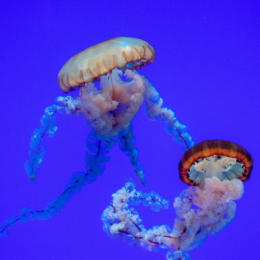 jellyfish, sea, animals in the wild, underwater, animal wildlife HD wallpaper