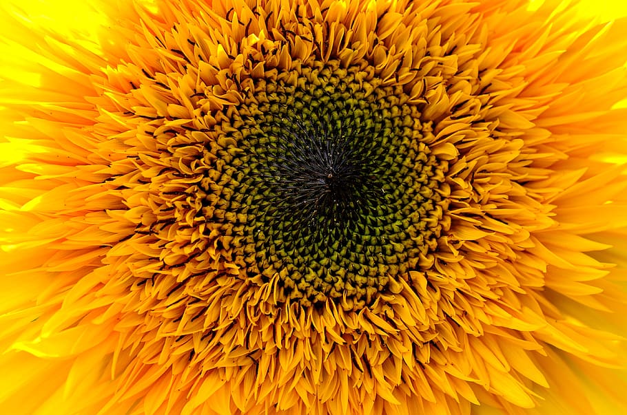 sunflower, yellow, summer, background, nature, plant, bright HD wallpaper