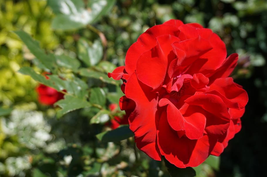 flowers, summer, nature, spring, garden, plant, red, flowering plant HD wallpaper