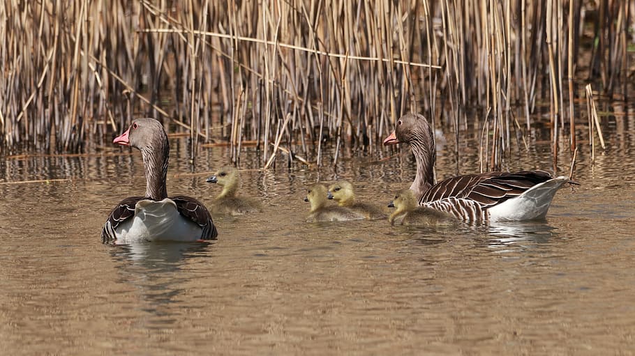 lake, spring, nature, cute, aquatic animals, waters, wild, animal world HD wallpaper