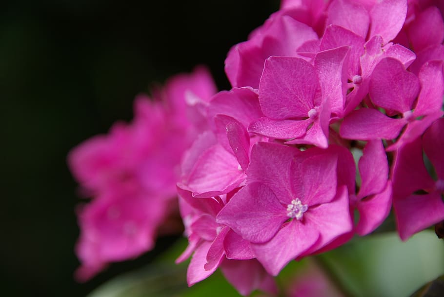 hydrangea, flower, pink, summer, garden, flowers, bloom, netherlands HD wallpaper