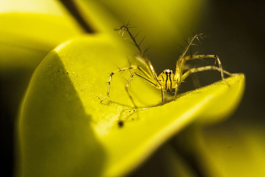nature, spider, wild, leaf, legs, insect, scary, green, garden HD wallpaper