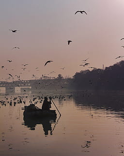 Man on Boat Paddling, alone, beach, birds, black, dawn, evening HD wallpaper