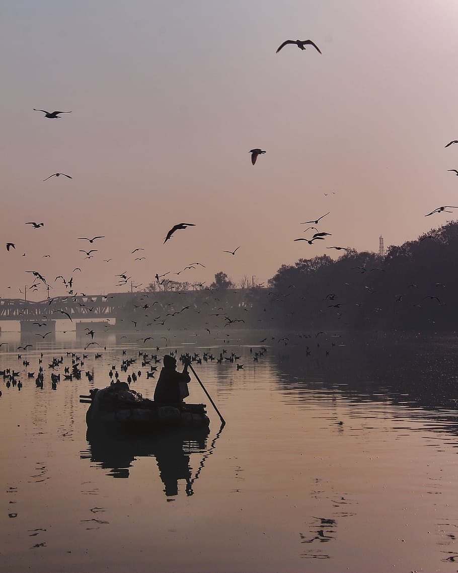 Man on Boat Paddling, alone, beach, birds, black, dawn, evening HD wallpaper