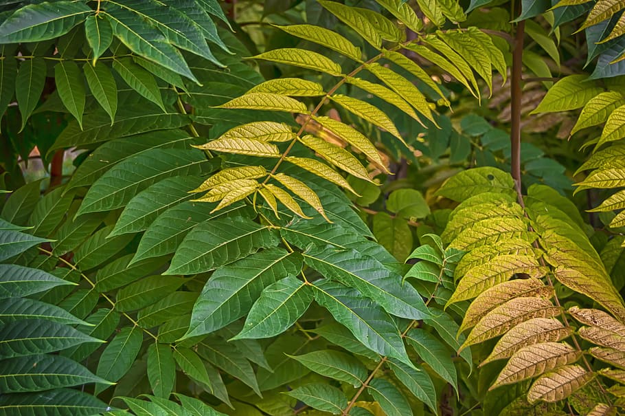 branches, green branches, green leaves, foliage pattern, texture HD wallpaper