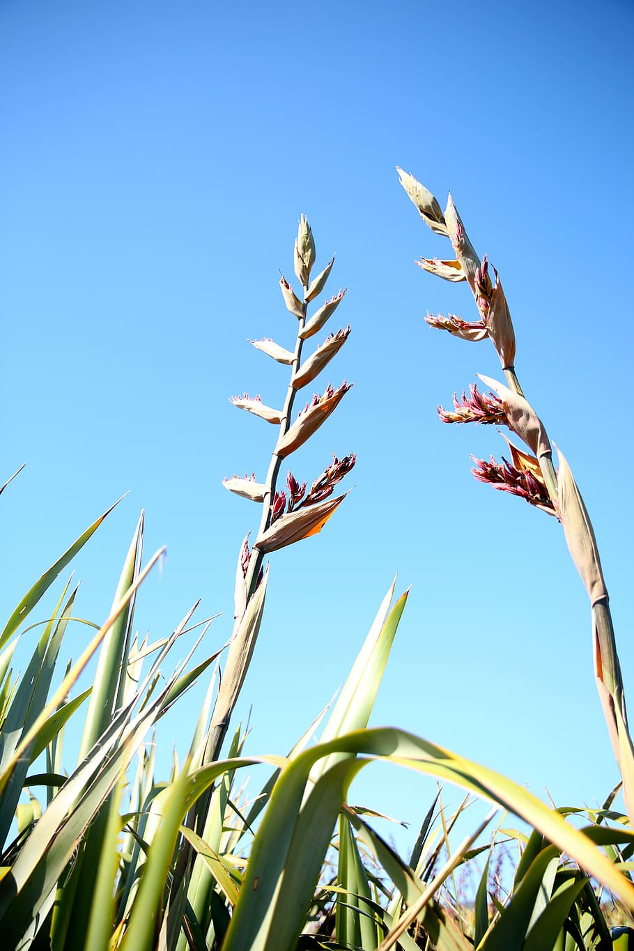 flowers, landscape, sky, low angle view, plant, clear sky, nature HD wallpaper