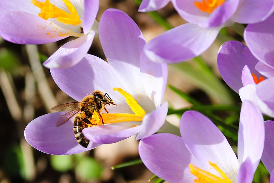 crocus, bee, blossom, bloom, flower, sprinkle, insect, close up HD wallpaper