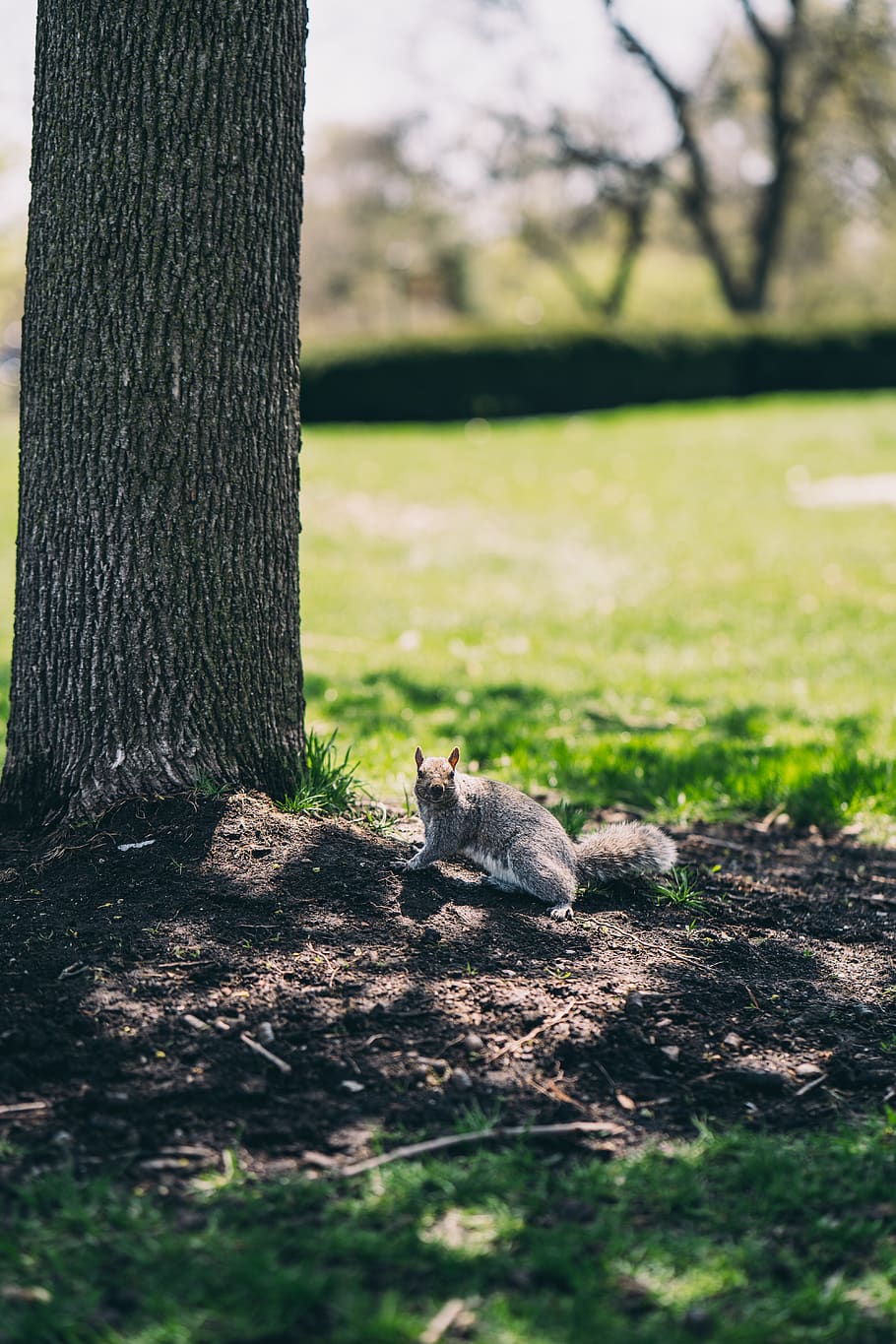 Black Squirrel, animal, animal photography, cute, fur, mammal HD wallpaper