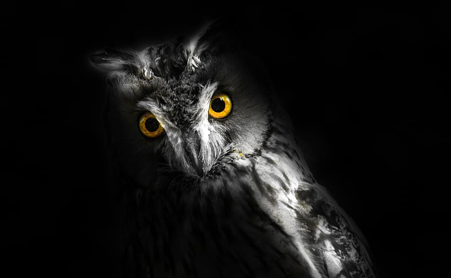 Owl Wallpapers - Top 35 Best Owl Backgrounds Download