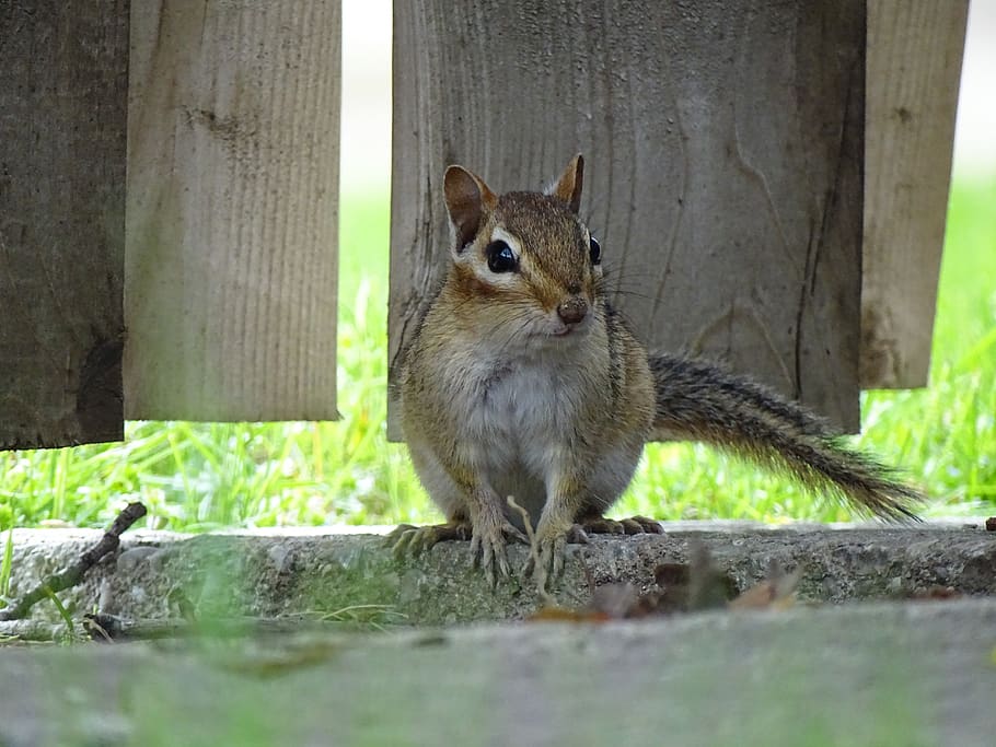 canada, oshawa, squirrel, animal themes, mammal, one animal HD wallpaper