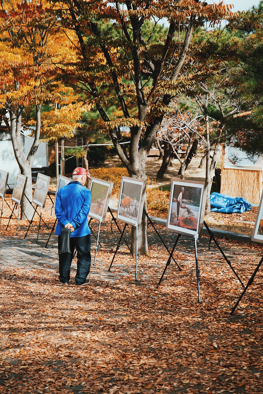 korea, tree, one person, real people, plant, full length, autumn HD wallpaper