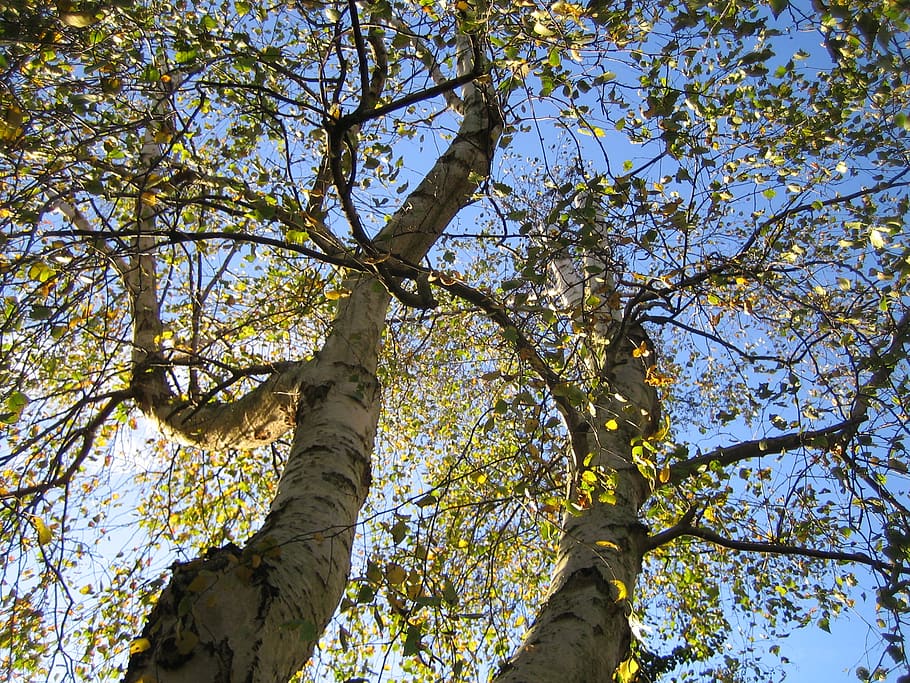netherlands, spring, trees, leaves, forest, birch, low angle view HD wallpaper