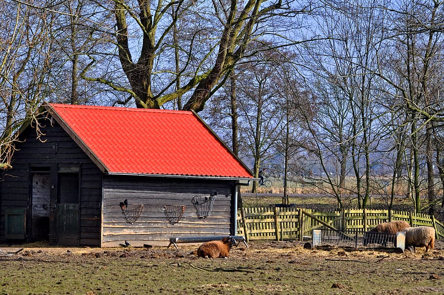barn, shed, paddock, sheep, livestock, fence, hay-rack, rural HD wallpaper