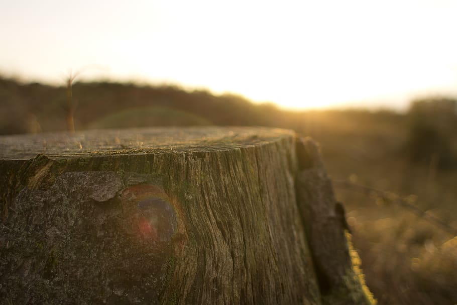 tree, stump, sunrays, sunlight, bark, wood - material, close-up HD wallpaper