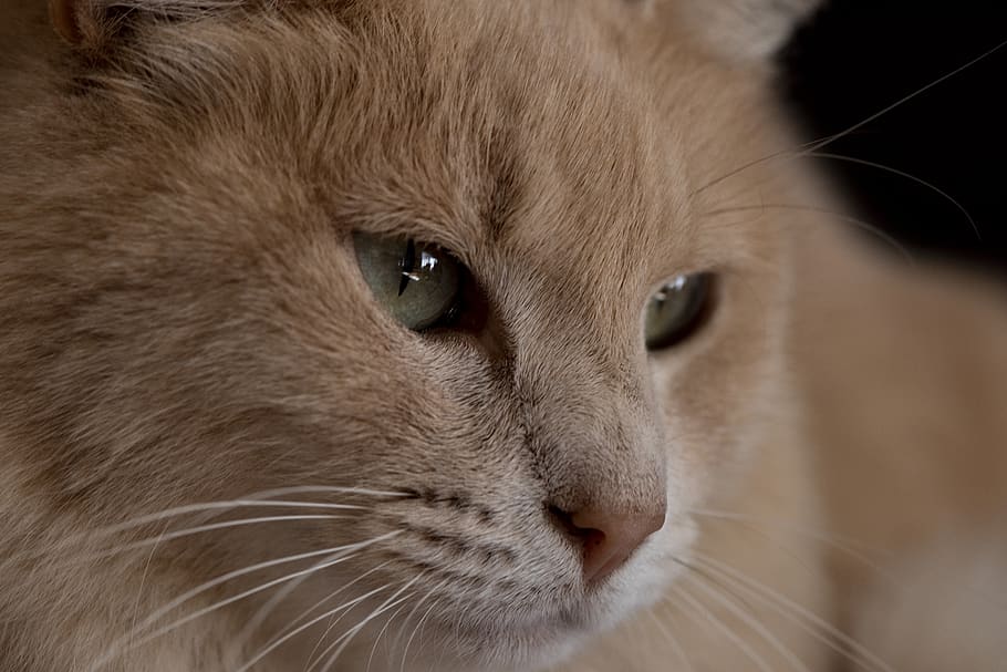 cat, kitty, pet, orange, fluff, fur, wiskers, nose, mammal HD wallpaper
