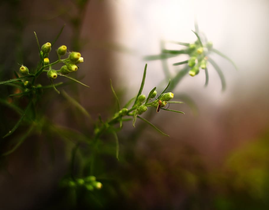 india, coimbatore, plant, green color, plant part, growth, close-up HD wallpaper
