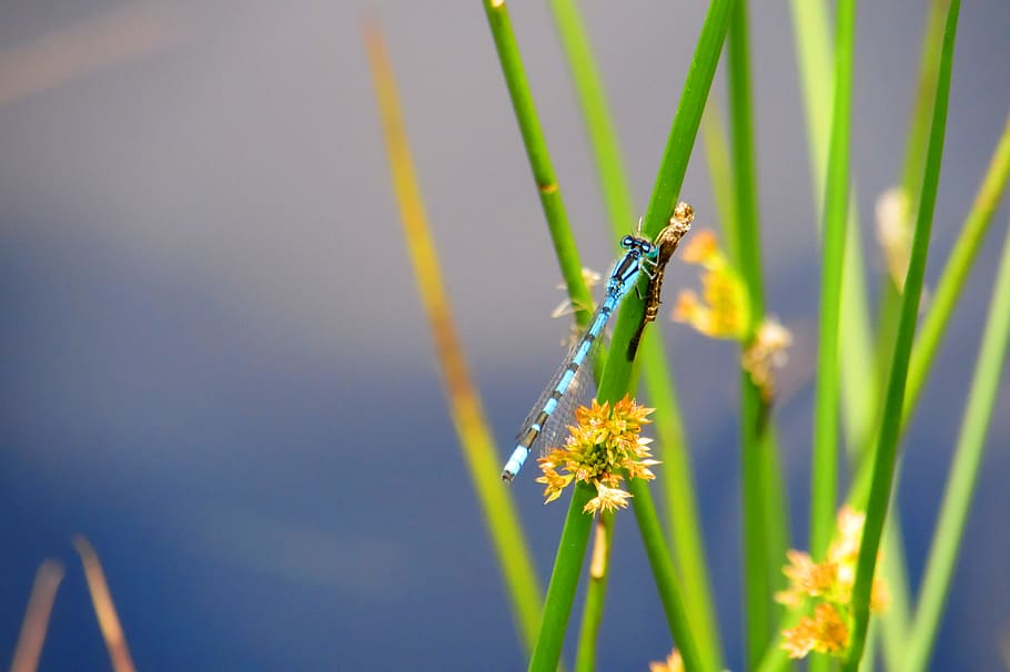 Selective Focus Photography of Damsel Fly on Green Leaf, dragonfly HD wallpaper