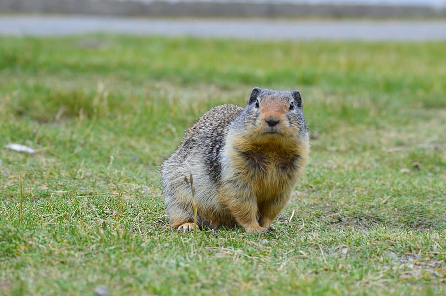 animal themes, one animal, rodent, animal wildlife, grass, mammal HD wallpaper
