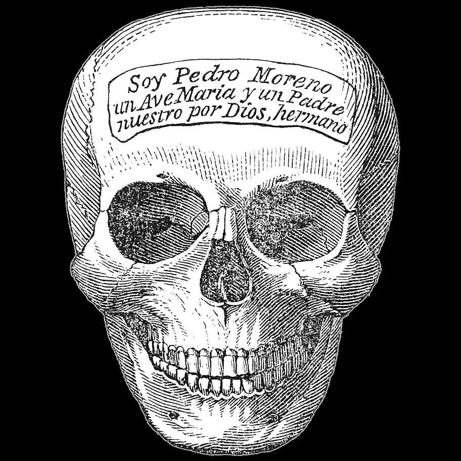 head, bone, human, graphics, close-up, black background, indoors HD wallpaper