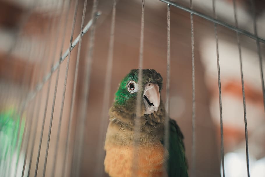 green bird in cage, animal themes, one animal, vertebrate, animal wildlife HD wallpaper