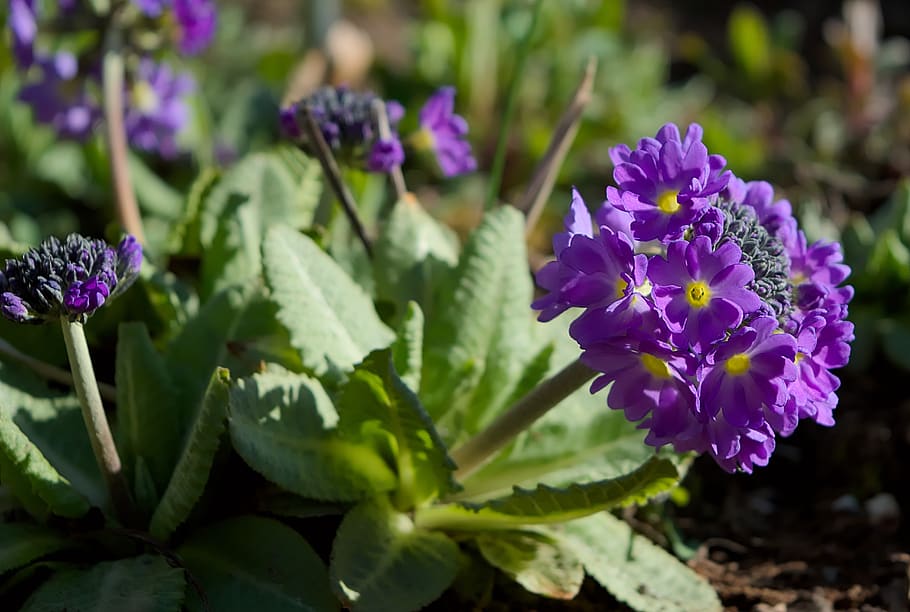 spring, primrose, plant, blossom, bloom, garden, colorful, close up HD wallpaper