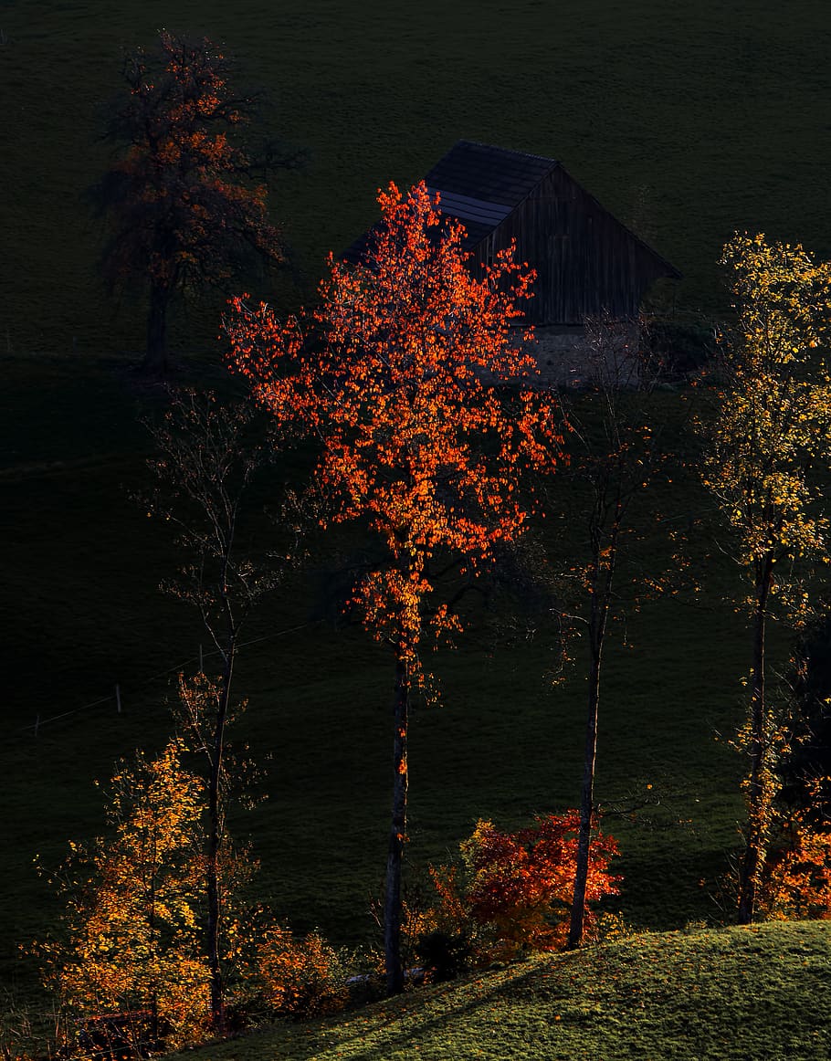 autumn, tree, forest, landscape, fire, house, dark, black, leaves HD wallpaper
