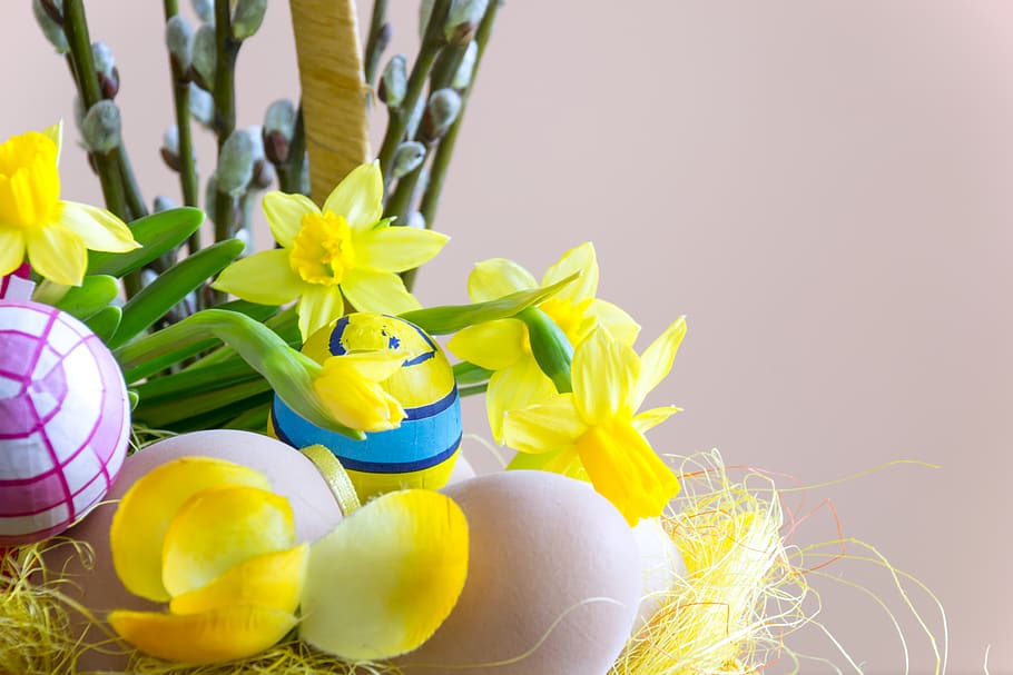 Close-up Photography of Yellow Daffodil Flowers, bright, color HD wallpaper