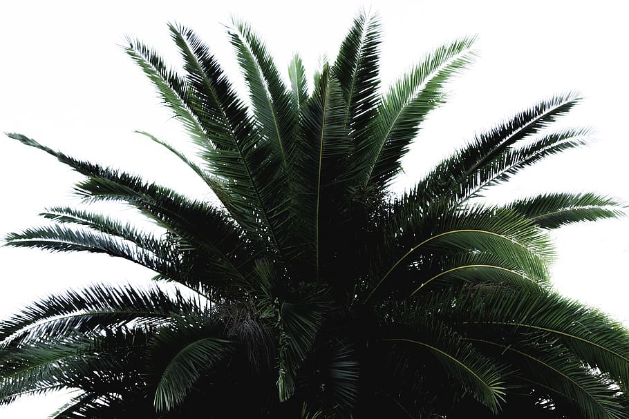 green palm tree, growth, plant, tropical climate, low angle view HD wallpaper